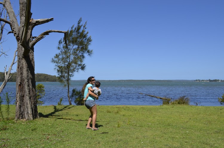 onde ver cangurus em sydney