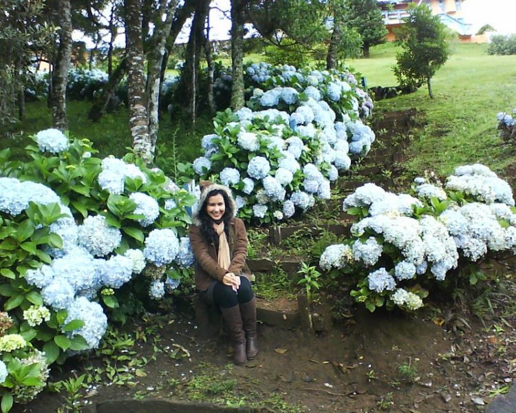 Hortências em Campos do Jordão