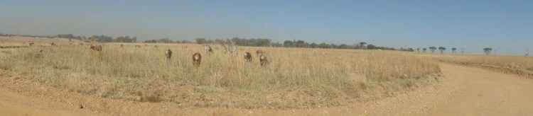 Safari stopover Africa do Sul