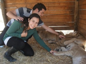 Berçário de leões na africa